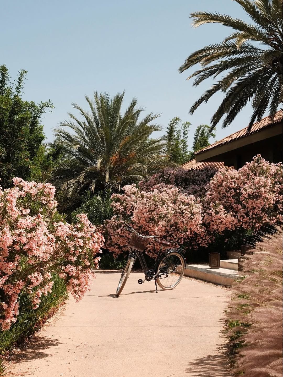 Marrakech in May and June: Full Bloom, Then the Heat Arrives