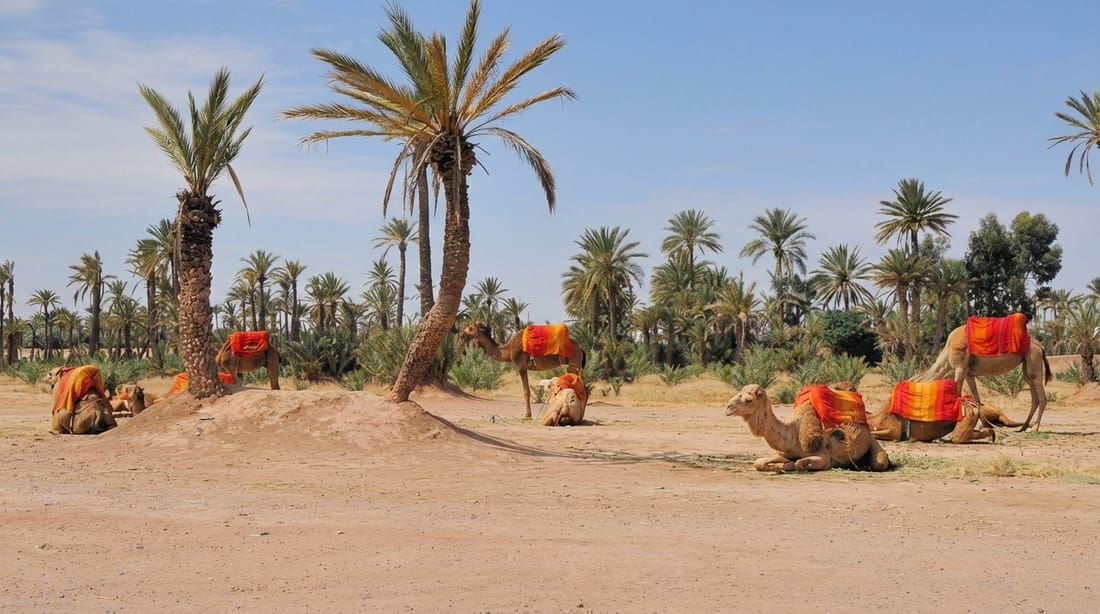 Marrakech Travel Tips